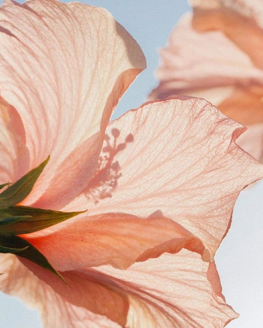 Hibiscus petals in afternoon light